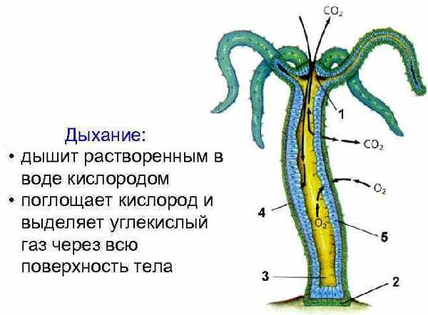 Кракен актуальная ссылка тор